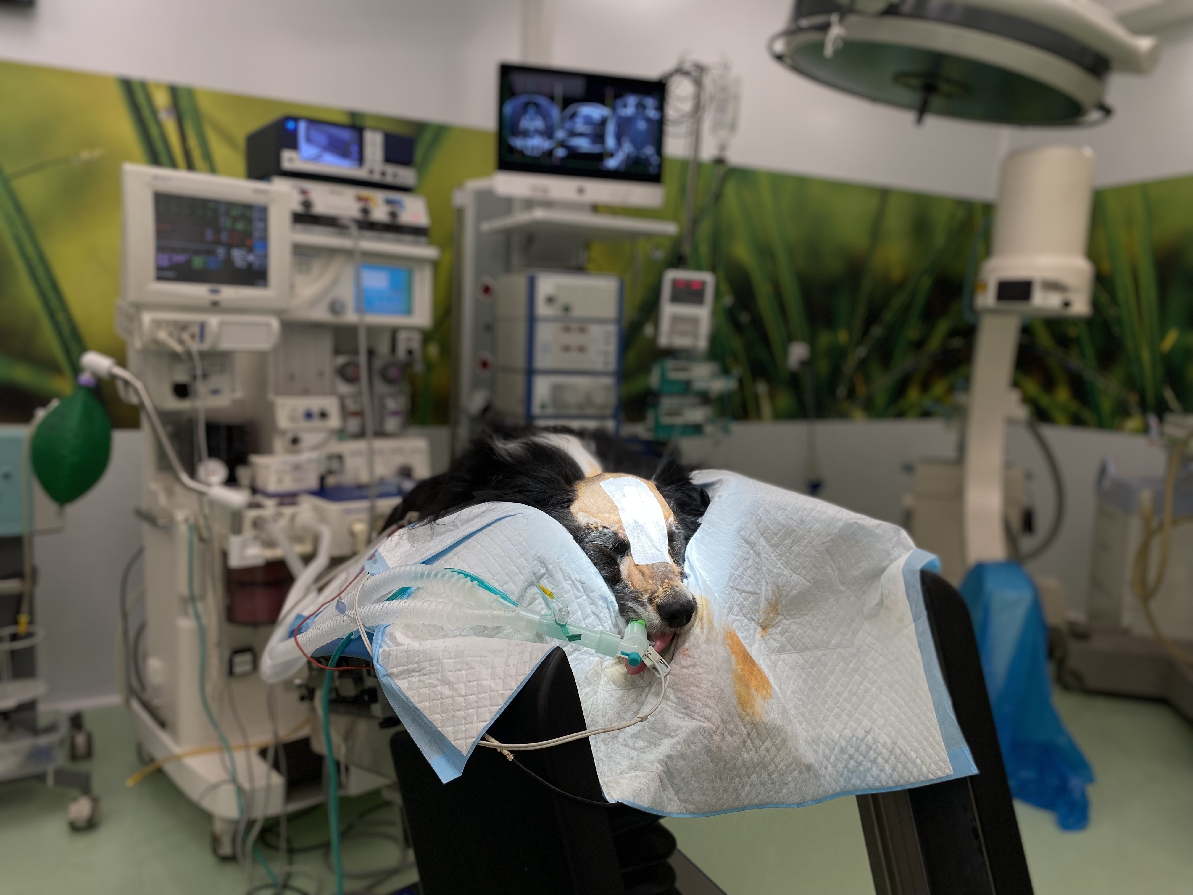 Pes po neurologické léčbě